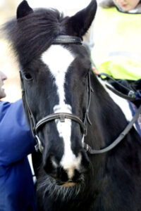 Markham Dressage at College Farm Equestrian Centre
