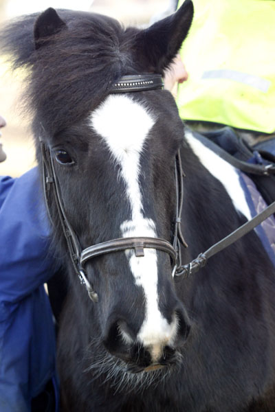 British Horse Society Pathway - Markham Dressage at College Farm Equestrian Centre