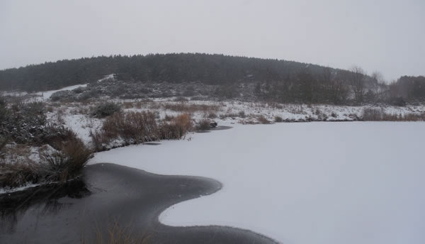 One of the bigger frozen lakes at the wildlife sanctuary