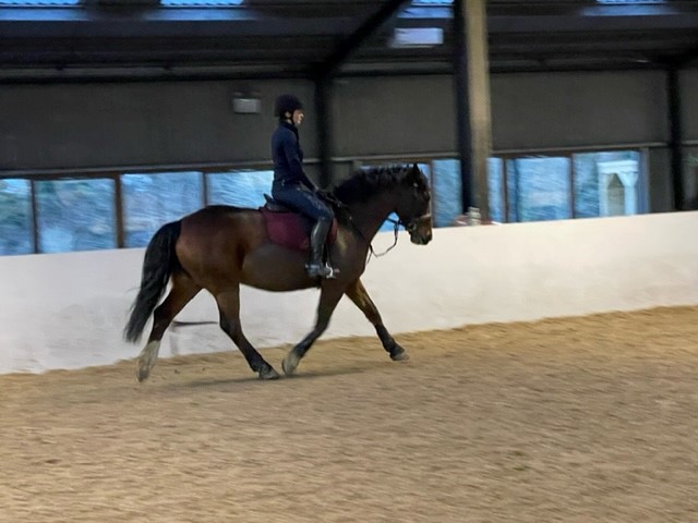 Dressage Clinic at Holmside Hall Equestrian